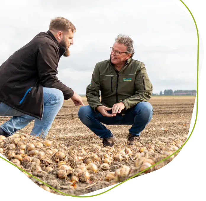 Boeren inspecteren uienoogst op het veld met focus op gewasverzekering en teeltrisico’s