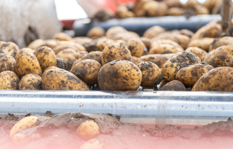 Aardappelen besmet met bruinrot