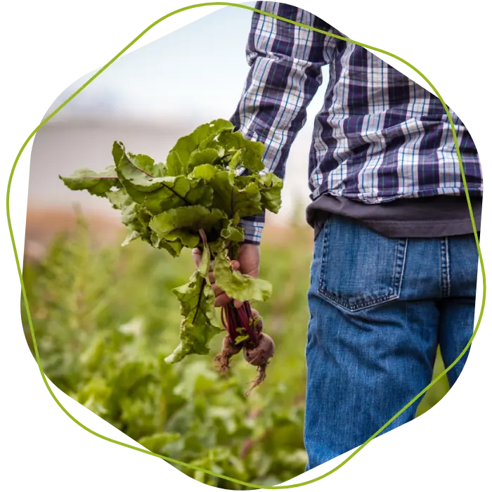 Boer oogst bieten op het land als onderdeel van verzekerde akkerbouwteelt