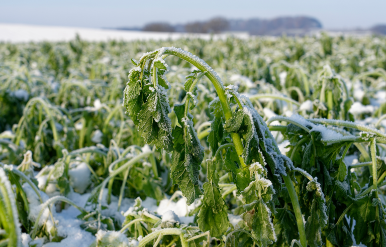 vortschade verzekering uitgelegd
